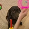 Сложные случаи ДЦП и аутизма у детей лечат с помощью животных