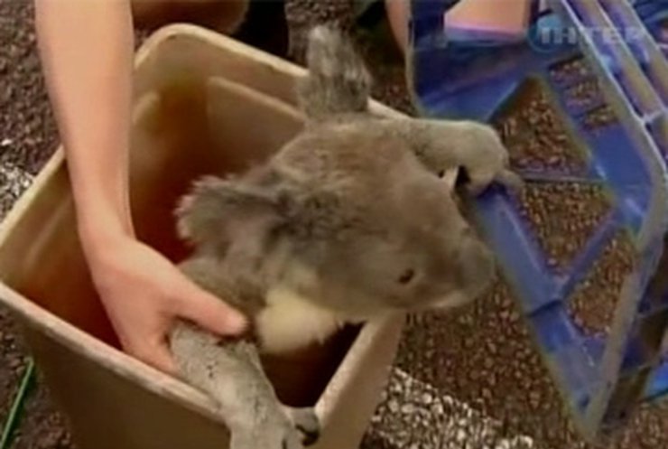 В Австралии вернули украденную из зоопарка коалу