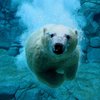 Wikileaks раскрыл тайны "гонки за Арктику"