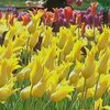 В Кировограде расцвели двести тысяч тюльпанов