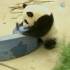 Китайцы поделились секретами выращивания панд в неволе
