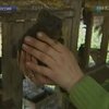 В Подмосковье тысячи пушных зверьков умирают от голода