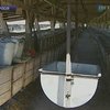 В Подмосковье от голода могут умереть звери в пушном хозяйстве