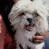 Священники Вашингтона проводят мессы для животных