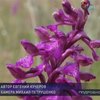В Херсонской области поле дикорастущих орхидей хотят засеять картошкой