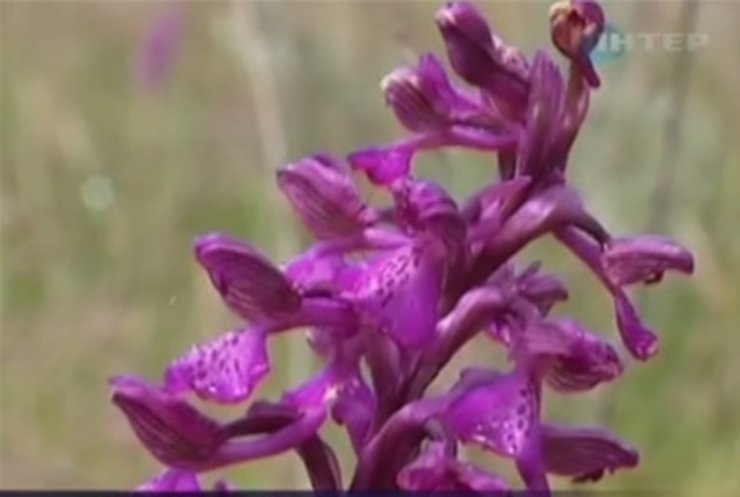 В Херсонской области поле дикорастущих орхидей хотят засеять картошкой