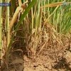 Французские фермеры страдают от засухи