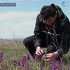 В Николаевской области уничтожается уникальное поле диких орхидей