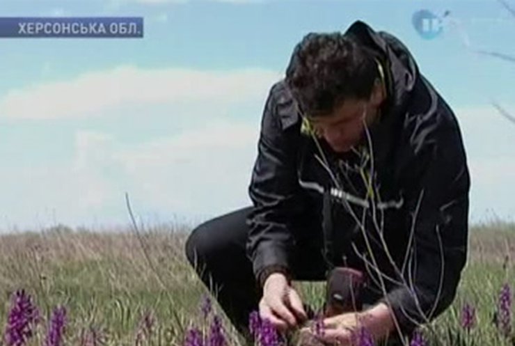 В Николаевской области уничтожается уникальное поле диких орхидей