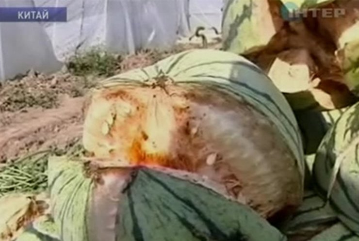 Китайские фермеры остались без урожая арбузов
