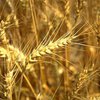 Украина введет пошлины на экспорт зерна