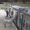 Житель Уэльса привел пони покатать на поезде