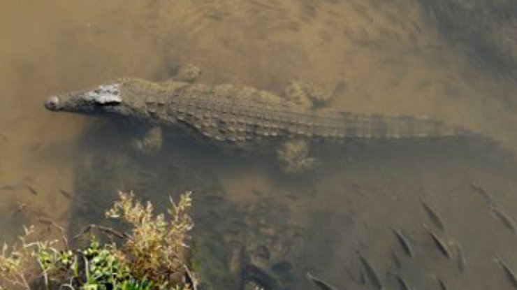 Крокодилы помешали выборам в провинции Лимпопо