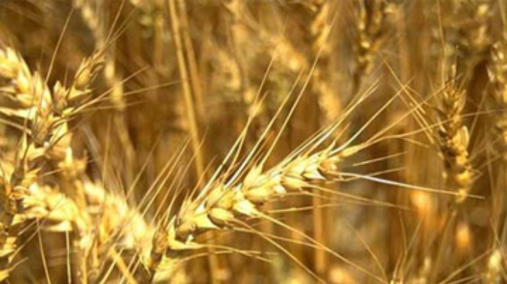 Украина введет пошлины на экспорт зерна