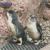 В Новой Зеландии защитники природы спасают пингвинов