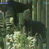 В зоопарке Франкфурта родился детеныш окапи