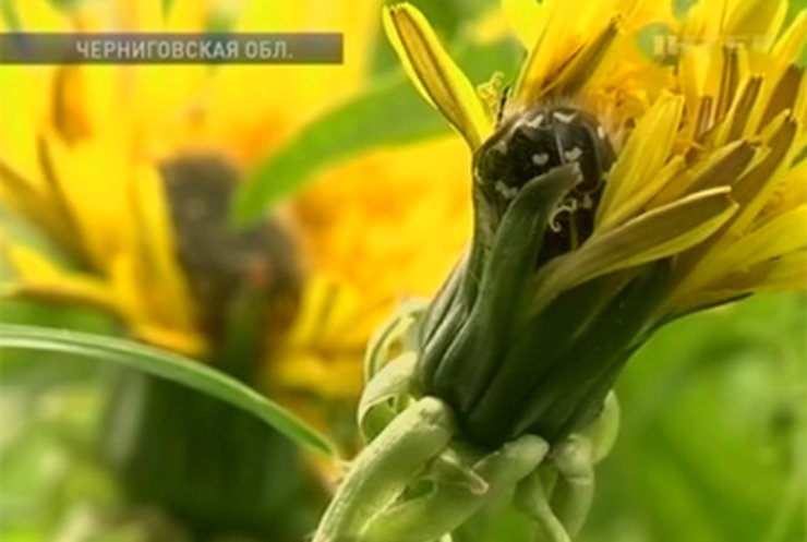 Украинские посевы уничтожает новый вредитель - Аленка мохнатая