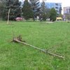 В Ужгороде сломали 53 дерева сакуры