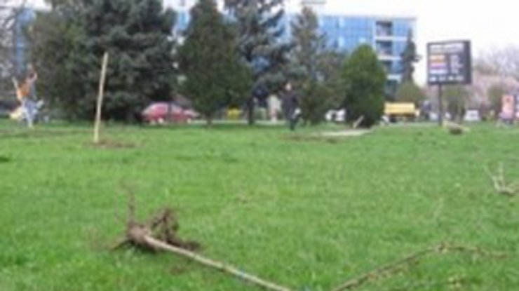 В Ужгороде сломали 53 дерева сакуры