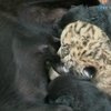 В китайском заповеднике ветеринары выхаживают тигрольвят