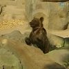 В Киевском зоопарке открыли новый вольер для медведей