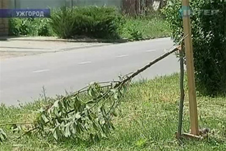 В Ужгороде хулиганы уничтожили более полусотни деревьев сакуры