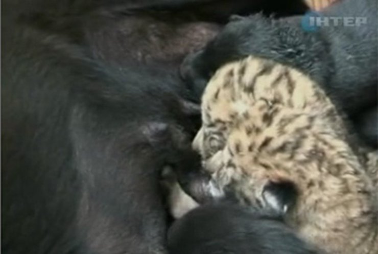 В китайском заповеднике ветеринары выхаживают тигрольвят