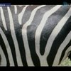 Американские зоологи разработали "зеброраспознаватель"