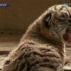 В Китае тигрица родила сразу 5 детенышей