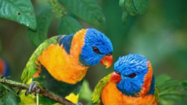 В Австралии пошли "дожди" из пьяных попугаев
