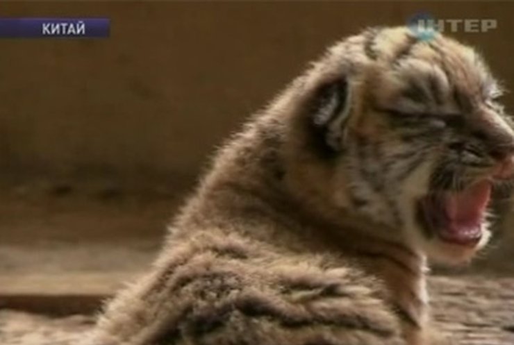 В Китае тигрица родила сразу 5 детенышей