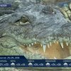 В Чехии процветает крокодиловая ферма