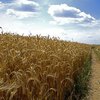 SFС: Украина и Россия могут увеличить экспорт зерна