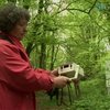 Во французской Бретани нашли радиоактивный лес