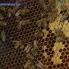 Пенсионер из Нежина построил пчелиную баню