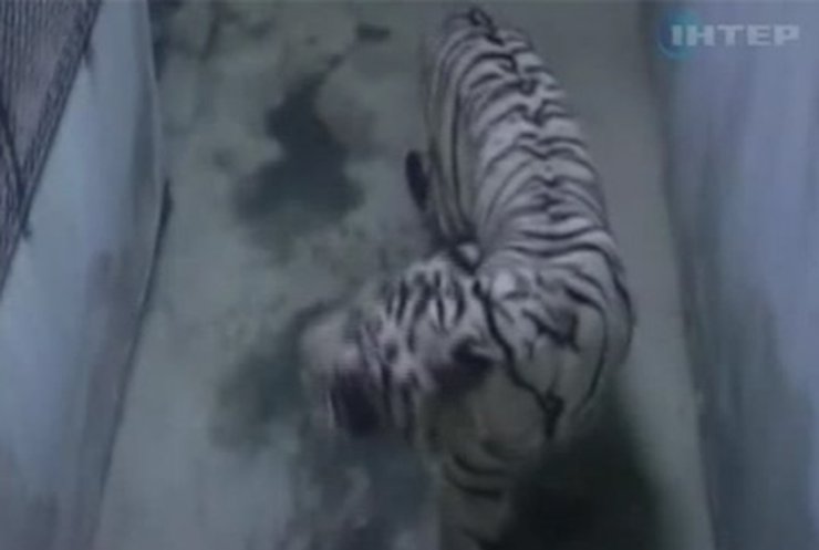 Китай подарил Тайваню двух белых тигров