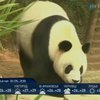 В Китае открыли приют для престарелых панд