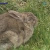На острове Маккуори в Австралии хотят уничтожить всех кроликов