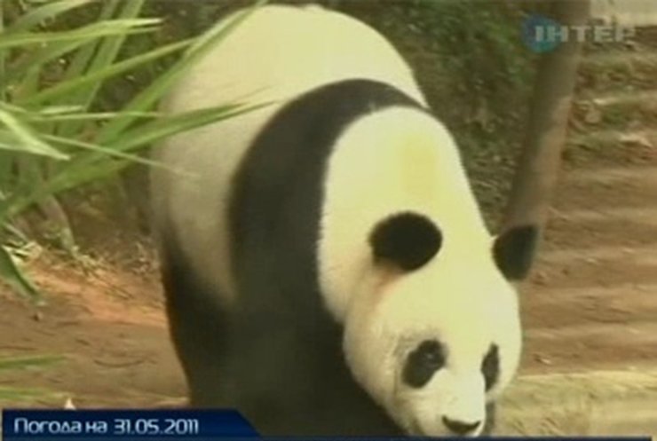 В Китае открыли приют для престарелых панд