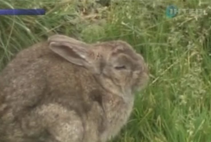 На острове Маккуори в Австралии хотят уничтожить всех кроликов