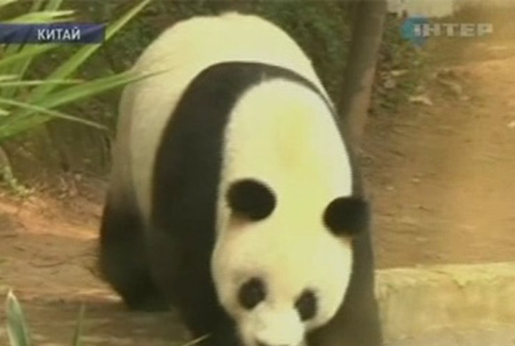 В Китае появился приют для престарелых панд