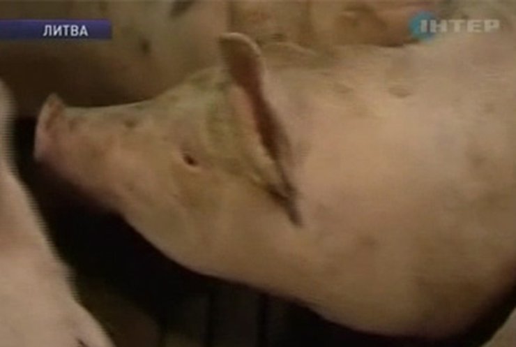 Литва приостановила экспорт свиней