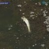 В Мариуполе - новые случаи заражения холерой