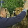 В Крыму из-за забора могут не открыть сафари-парк