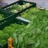 Соя может стать причиной отравлений в Европе