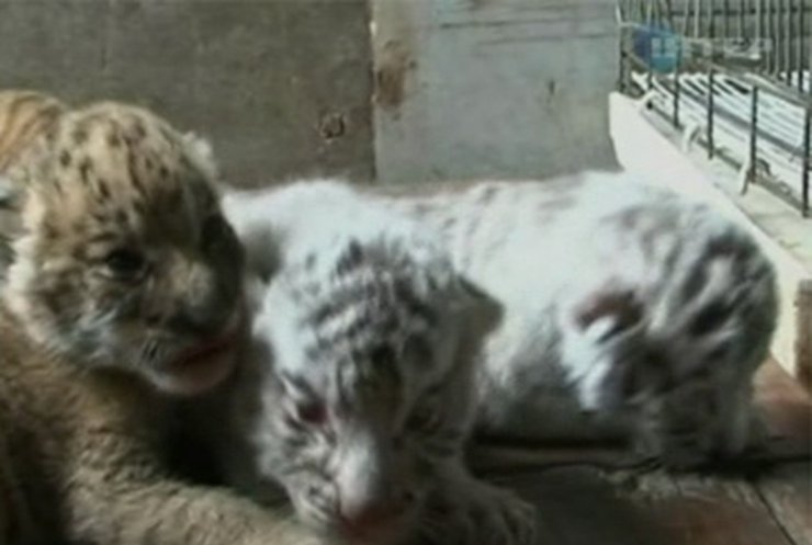 В китайском зоопарке собака выкармливает четырех тигрят и двух леопардов