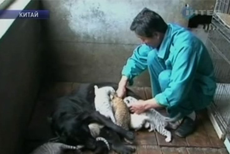 В Китае собака выкормила детёнышей леопарда и тигра