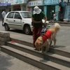 Слепые в Китае требуют, чтобы их пускали в общественные места с собаками-поводырями