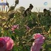 В Болгарии состоялся праздник роз