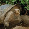 Девяностолетняя черепаха впервые стала мамой
